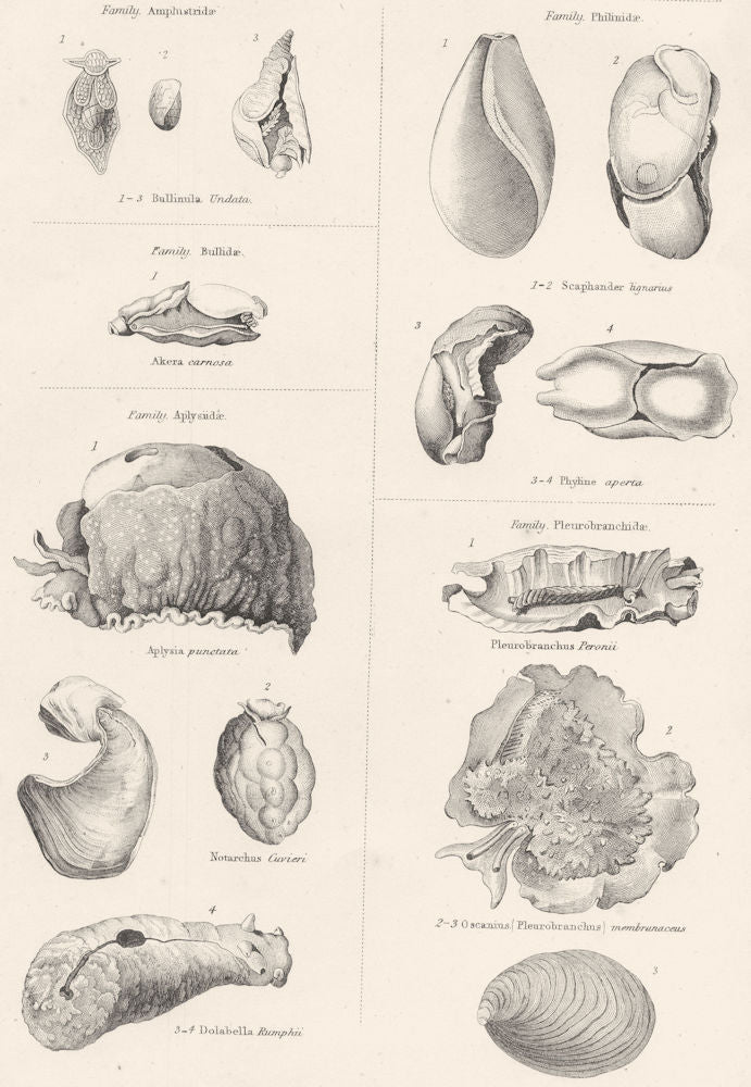 MOLLUSCS. Amphustridae; Butlidae; Aplysiidae; Philinidae; Pleurobranchidae 1860